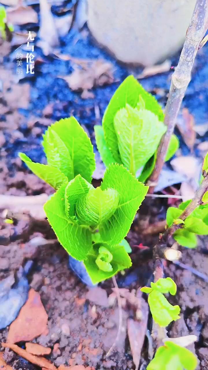 關(guān)于小草的奇妙世界，探索最新地址的無限可能